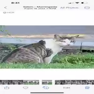 lost male cat beau