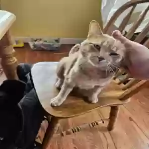 lost male cat ginger