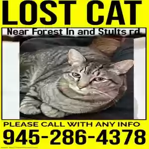 lost male cat bentley
