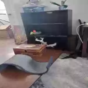 lost male cat flynn