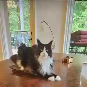 lost male cat bruce