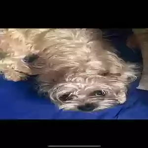 lost female dog cookie