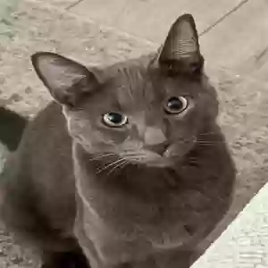 lost male cat unknown