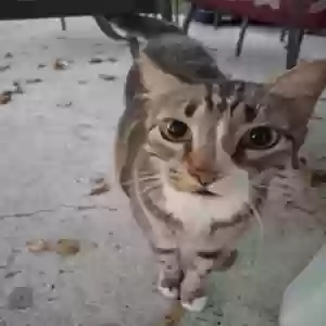 lost male cat tigger