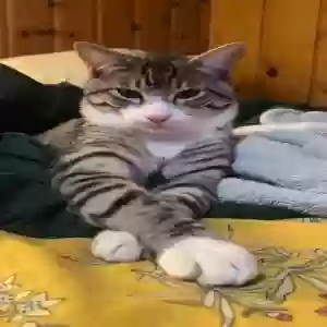 lost male cat ivan