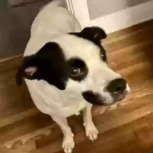 found male dog unknown