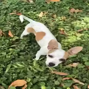 lost female dog pinina
