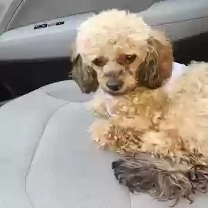 lost female dog penny