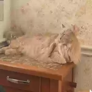 lost male cat buster