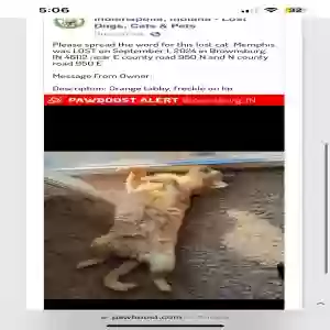 lost male cat memphis