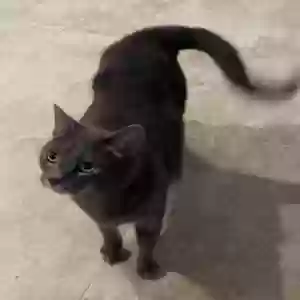 lost female cat juno
