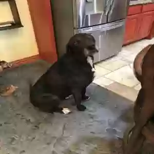 lost female dog lady