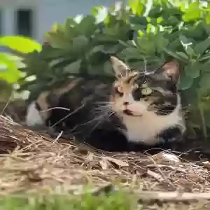 lost female cat hannah