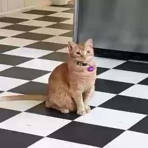 lost male cat toki