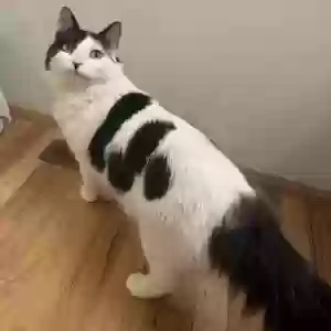 lost male cat cow