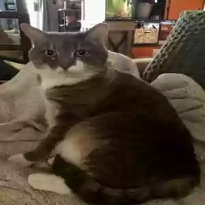 lost female cat bambi