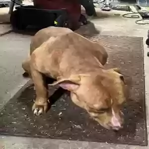 found unknown dog unknown