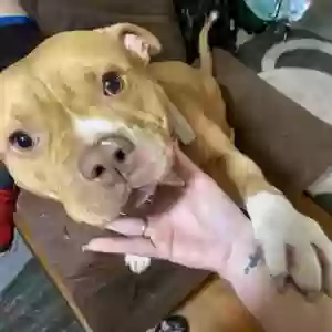 lost male dog dusse