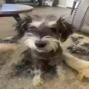lost female dog artimis