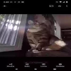 lost female cat yzma
