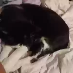 lost female cat raspberry