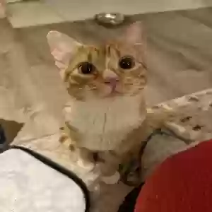 lost male cat cosmo