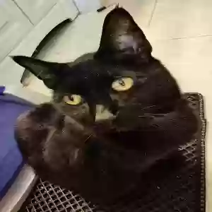 lost male cat unknown
