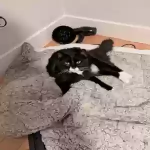 lost male cat reggie