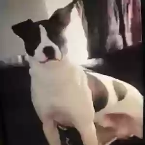 lost male dog ghost