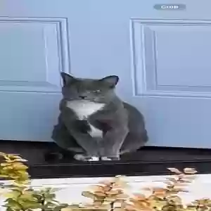 lost female cat mimi