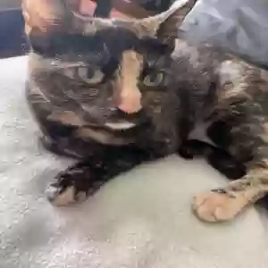 lost female cat ginger