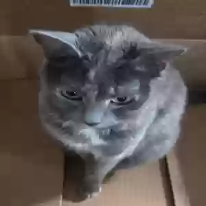 lost female cat emmie