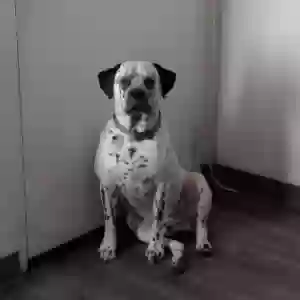 lost male dog boone