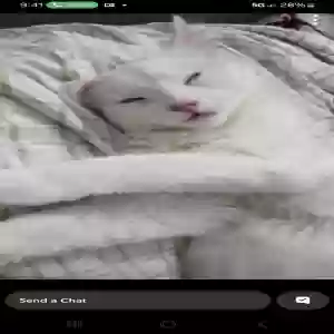 lost male cat draco