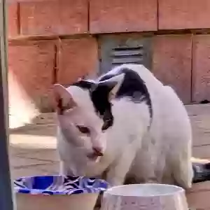 found unknown cat unknown