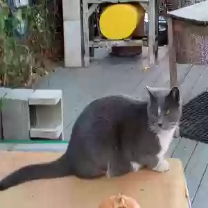 lost male cat patches