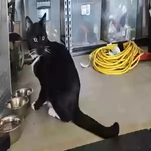 found male cat unknown