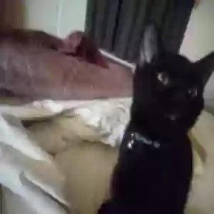 lost male cat igor
