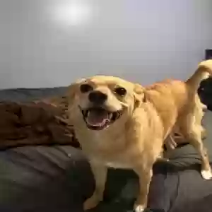 lost female dog luna