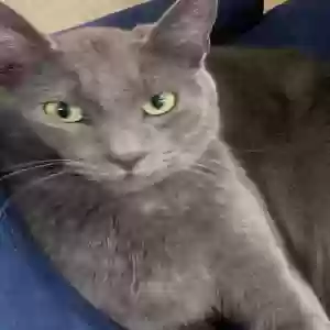 lost male cat pebbles