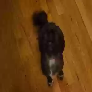 lost female dog ladybug