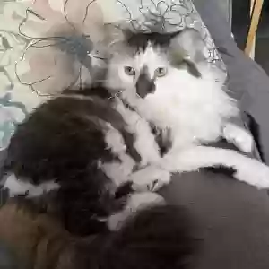 lost female cat eko