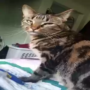 lost male cat mickey