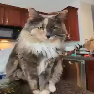 lost female cat gracie