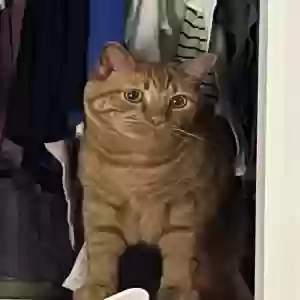lost male cat bodee