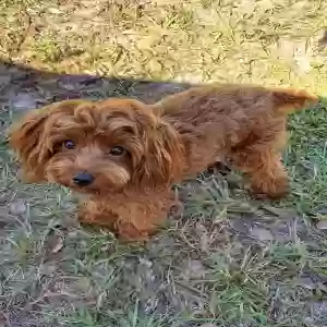 lost male dog milo