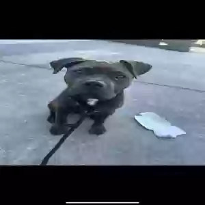 lost male dog boots
