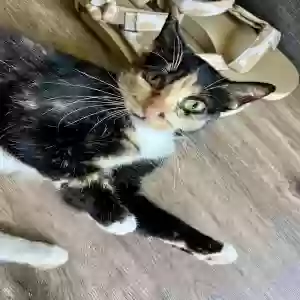 lost female cat meepo