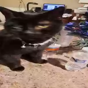 lost male cat joey