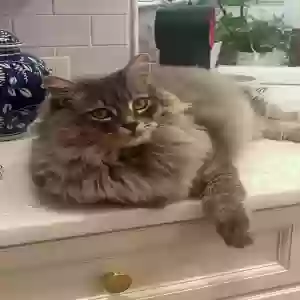 lost female cat cuz